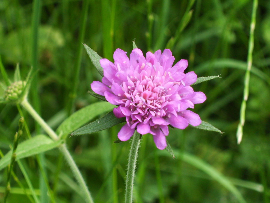 Knautia drymeia e Malva sylvestris